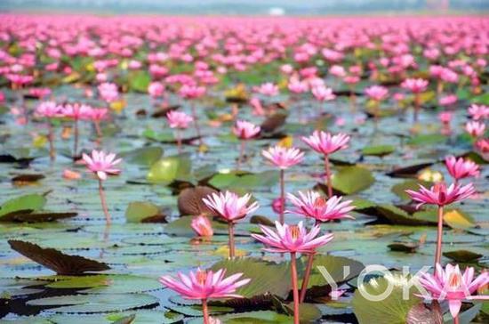 泰国红莲湖