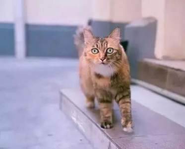 中国拍猫第一人 走遍全国