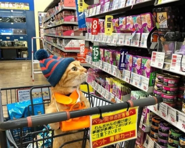 爱逛超市的橘猫走红网络