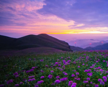 玩透贵州所有小城 六盘水一到9月美成粉紫天堂